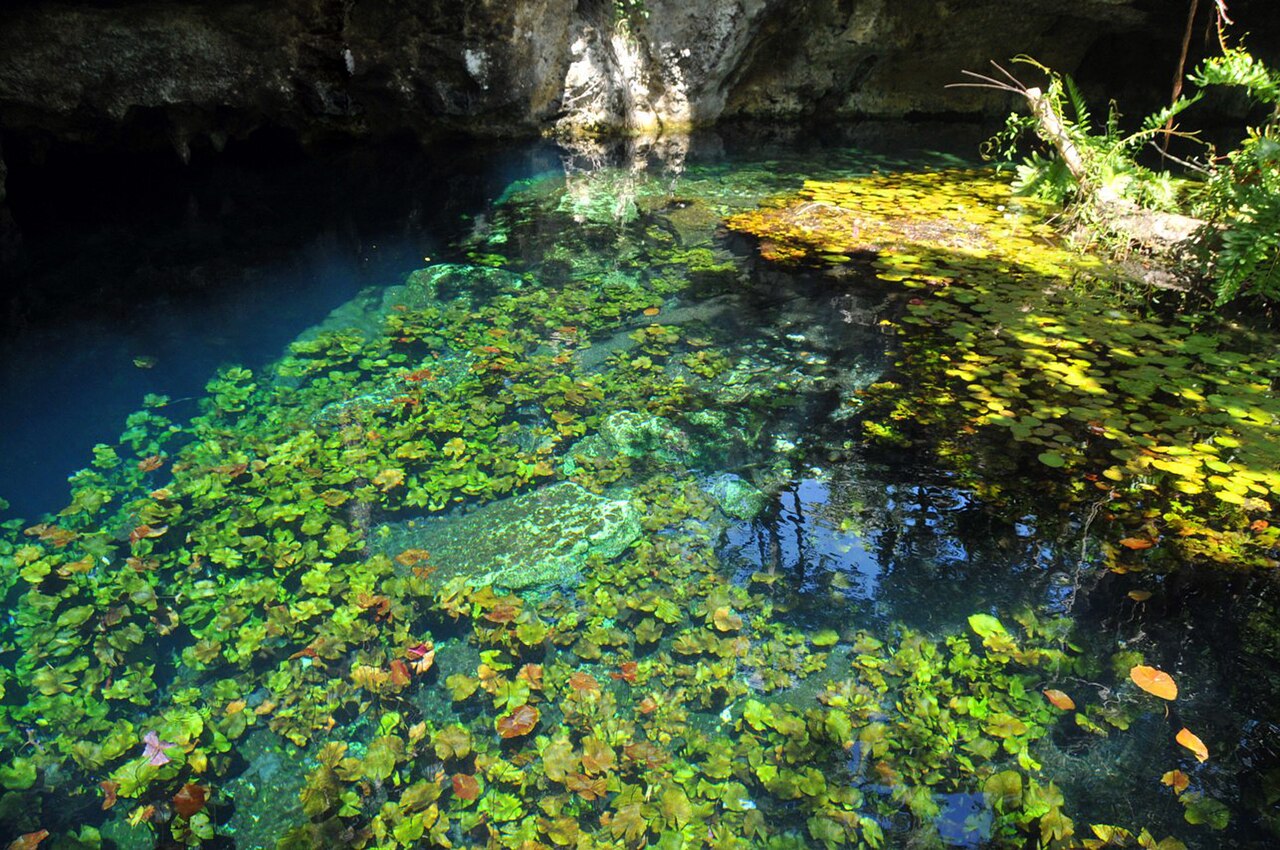 Clear blue-green water and water lilies at Gran Cenote near Tulum